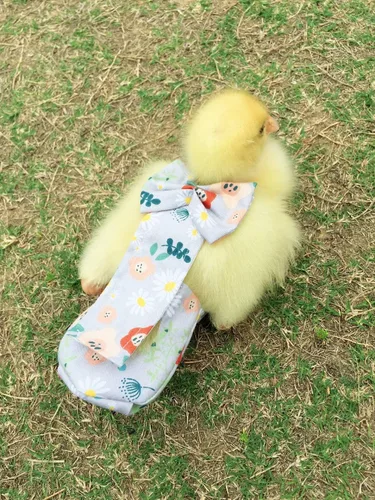 Miniatura 6 de Pañales para aves de corral - Impermeables, ajustables, lavables y reutilizables para patos, pollos y gansos (XL: 12.35 oz-15.87 oz)