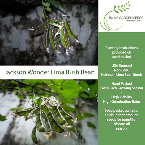 Miniatura 2 de Jackson Wonder - Semillas de frijol Lima Bush para plantar, más de 50 semillas de reliquia por paquete, semillas de jardín de Isla