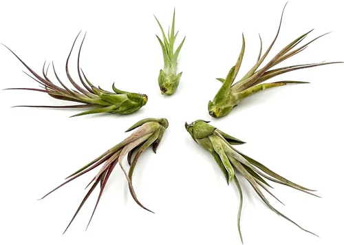 Miniatura 5 de ragnaroc Planta de Aire Viva – Tillandsia Capiput, Jumbo 6-9” - 2 unidades - Llegada Viva Garantizada - Plantas de Casa para Decoración del Hogar