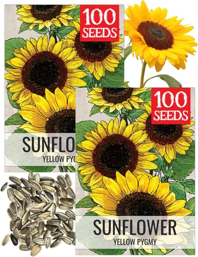 Miniatura 21 de Seed Needs Semillas de girasol para plantar girasoles de manchas solares enanas, semillas de flores de corte anual de polinización abierta