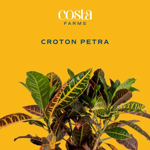 Miniatura 3 de Costa Farms Croton Petra - Plantas vivas (paquete de 2), plantas de interior y exterior en macetas, mezcla de tierra para macetas, plantas Maceta