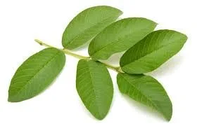 Hojas frescas de guayaba (paquete de 15)