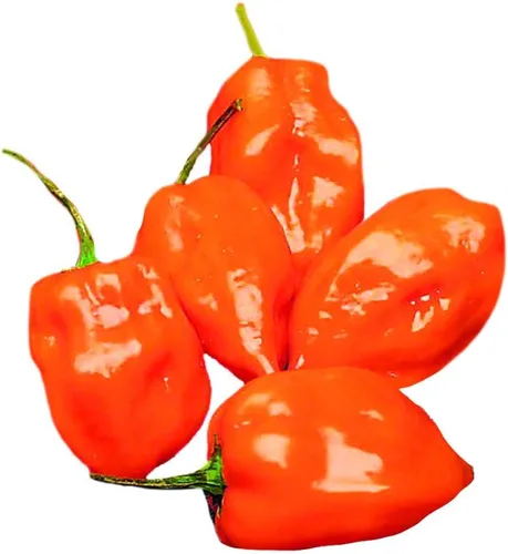 Miniatura 3 de Park Seed Variedad de semillas de plantas de chile picante, fáciles de cultivar, perfectas para jardín de primavera, fajita caliente de cocina