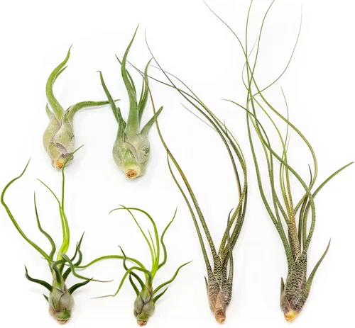 Miniatura 9 de Paquete de plantas de aire Wild Ones, Tillandsia Caput Medusae, Butzii y Bulbosa Guatemala, plantas suculentas de interior para soportes