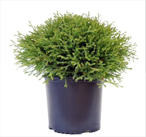 Miniatura 13 de Planta viva Green Promise Farms, Thuja occidentalis 'Smargd' Emerald Green Arborvitae #3 Contenedor de tamaño Evergreen