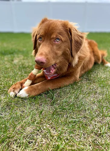 Miniatura 2 de Nylabone Power Chew Shish Kabob - Juguete masticable alternativo de nailon para perros, juguetes para masticadores agresivos, pollo, grande/gigante