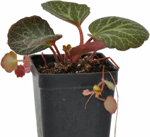 Miniatura 3 de Saxifraga stolonifera, planta viva de begonia de fresa, geranio de fresa, saxífraga rastrera, lámina de roca rastrera, madre de miles, cubierta