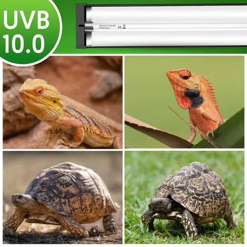 Miniatura 7 de QZQ Kit combinado de accesorio de luz T5 UVB para reptiles 8W, luz UVB de 10.0 para reptiles, campana de terrario viene con lámpara de reptil