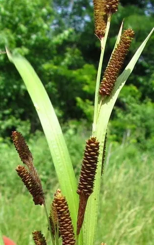 Semillas de Espadaña de Piña para Plantar (50 Semillas) - Carex shortiana - Shorts Sedge Aquatic Plant