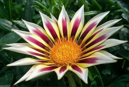 Gazania New Day Rose Stripe - Pétalos blancos con rayas de rosa oscuras flores gazania (100 semillas)