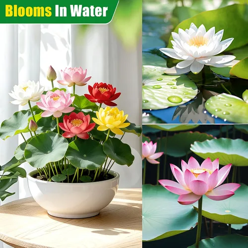 Miniatura 2 de Semillas de loto mixtas para plantar en agua, más de 160 semillas de plantas de flores de lirio de agua, cultiva impresionantes flores de loto