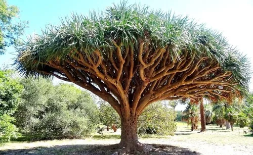 Árbol de sangre de dragón, Dracaena Draco Rare Canary Island Palm Bonsai Seed 10 Semillas