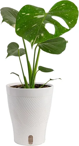 Miniatura 15 de Costa Farms - Aglaonema, planta de interior viva, auto-riego, maceta decorativa, 1 pie de alto, colección Trending Tropicals Maceta de decoración