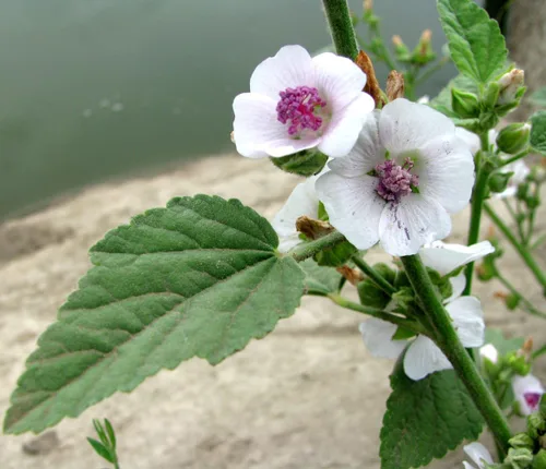 Miniatura 2 de Semillas Malvavisco Althaea officinalis No GMO Heirloom