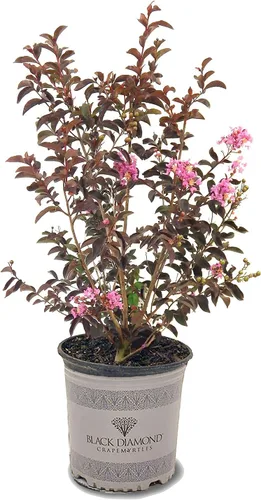 Miniatura 36 de American Plant Exchange Black Diamond Shell Pink Crape Myrtle Tree Live, maceta de 1 galón, 1-1.5 pies de alto, flores rosas vibrantes, tolerantes a