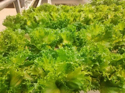 Miniatura 4 de Semillas de interior lechuga verde herencia vegetal para plantar semillas sin OMG 1000