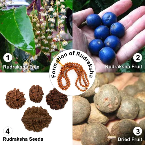 Miniatura 6 de Wonder Care Auténtica Rudraksha Mala Pulsera auténtica de Rudraksha del Himalaya de 5 caras Cuentas de Rudraksha Pulseras de cuentas para hombres