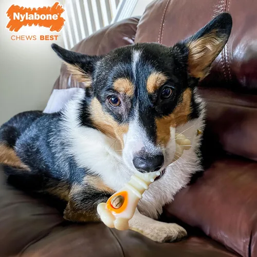 Miniatura 3 de Nylabone Power Chew - Paquete de juguete en forma de nudillo y con golosinas, juguete resistente para perros agresivos y bolsa para golosinas, sabor