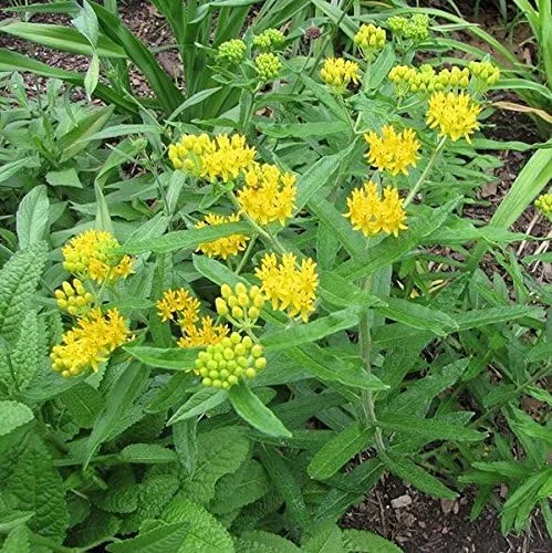 Albaricoque Amarillo (Asclepias tuberosa) - Paquete de 40 Semillas