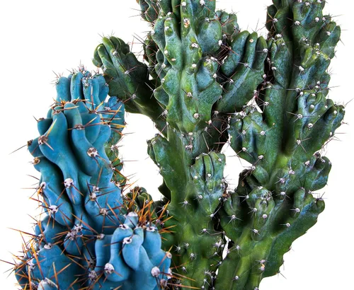 Miniatura 4 de Cactus Outlet - Curiosity - Plantas de cactus vivas, plantas vivas para uso en interiores y exteriores, cactus vivos, 12 a 18 pulgadas, cactus vivos