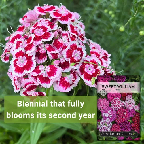 Miniatura 3 de Semillas de flores para plantar Sweet William Mix - Hermosa y comestible variedad bienal - Paquete de reliquia sin OMG para plantar el jardín