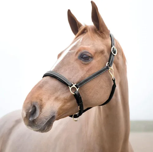 HORZE Largo Cabestro Caballo de Cuero Genuino | Noseband acolchado ajustable y corona Negro