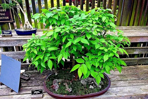 Miniatura 2 de 10 semillas de olmo de corteza gris japonesa Zelkova Serrata Bonsai Semillas de planta