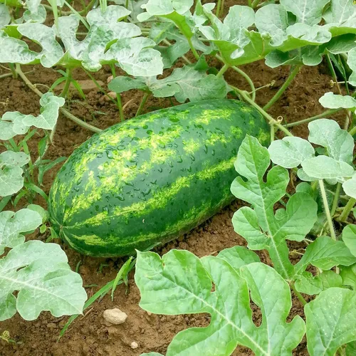 Miniatura 2 de Eden Brothers Semillas de sandía - Semillas sin OMG para plantar, múltiples variedades disponibles Semillas vegetales de bajo mantenimiento