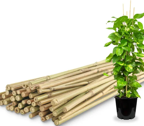 50 piezas / Estacas de plantas de bambú de 4 pies para plantas de interior y exterior, palos de soporte para plantas de jardín, postes para tomate,