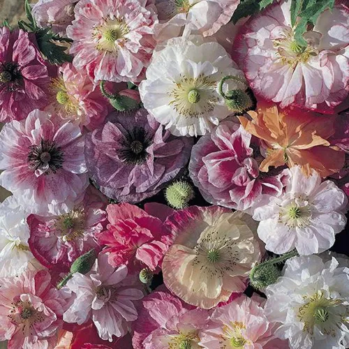 Outsidepride Angel's Choir - Semillas de amapola para plantar, 500 piezas anuales, tolerantes a la sequía y fáciles de cultivar semillas de flores