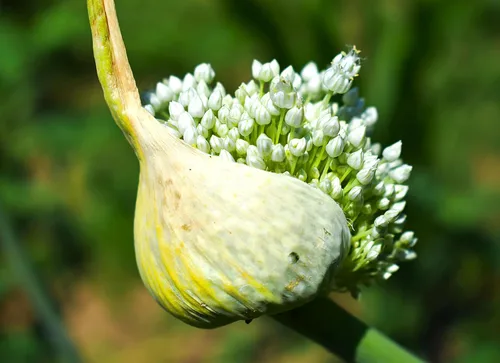 Semillas de ajo silvestre más de 100 semillas para cultivar Allium Ursinum Ramsons de larga vida perenne para plantar en primavera u otoño
