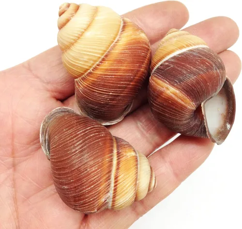 Miniatura 2 de PEPPERLONELY 12 conchas marinas de caracol marrón surcado, decoración de playa y manualidades, 1-1/2 pulgadas ~ 2 pulgadas