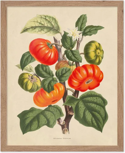 Miniatura 55 de Poster Master Póster Vintage de Plantas Cultivadas - Impresión Botánica Retro - Arte de Flores - Arte de Plantas - Regalo para Hombres y Mujeres