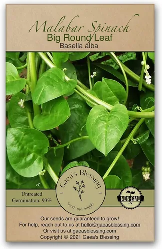 Miniatura 10 de Gaea's Blessing Semillas – Semillas de espinaca malabar roja – Semillas sin OGM con instrucciones de siembra fáciles de seguir – Malabar de tallo