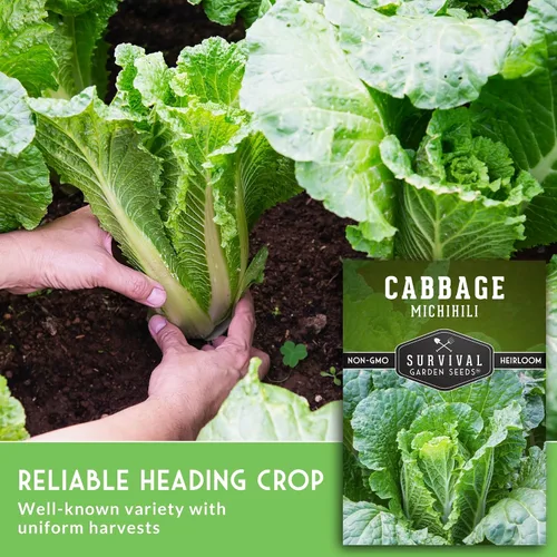 Miniatura 4 de Survival Garden Seeds - Semilla de col Michihili Napa/Nappa para plantar - Paquete con instrucciones para plantar y cultivar verduras Brassica