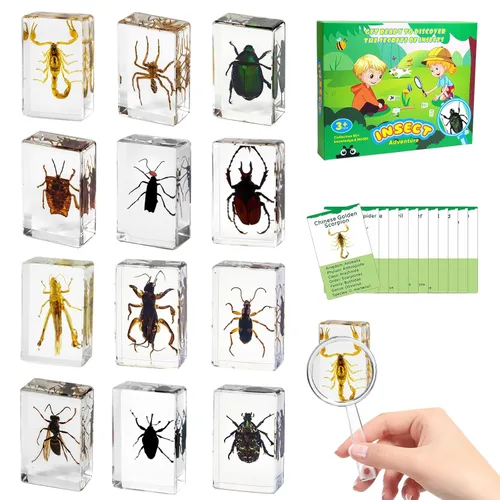 Juego de 12 especímenes de insectos, taxidermia de insectos real en muestras de resina con lupa y tarjetas de información, insectos educativos