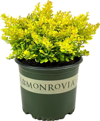 Blooming & Beautiful - Golden Nugget Enano Agracejo Japonés - 3 gal - Monrovia - Arbusto de hoja caduca - Follaje amarillo dorado - Compacto - Zonas