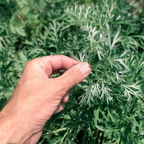 Miniatura 7 de Outsidepride Semillas de ajenjo - 5000 piezas. Perenne, fácil de cultivar y tolerantes a la sequía, semillas de hierbas para plantar aromáticas