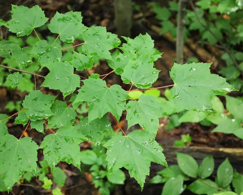Miniatura 5 de TomorrowSeeds - Semillas de árbol de arce rojo - Más de 50 unidades - para plantar 2026 Acer Rubrum Illinois Roble Escarlata Azúcar canadiense