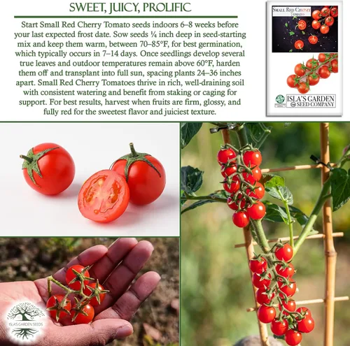 Miniatura 5 de Semillas pequeñas de tomate cereza roja para plantar, más de 500 semillas tradicionales por paquete, semillas de jardín de Isla