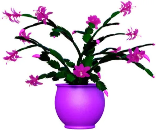 Miniatura 2 de Cactus de Navidad magenta de 2 pulgadas, tolerante a la sequía, fácil de cultivar en interiores y exteriores. Suculento/Cactus.