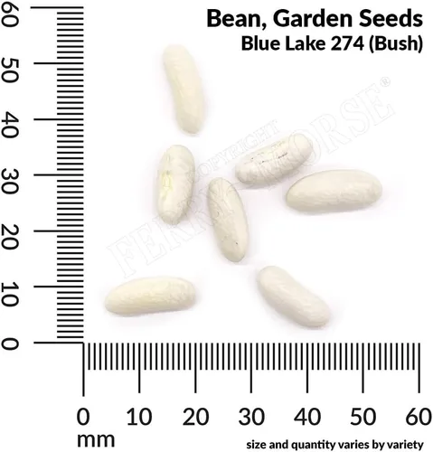 Miniatura 4 de Ferry-Morse Edición Online Bean Blue Lake Bush 274 Semillas Orgánicas Multipack – Paquete de 8