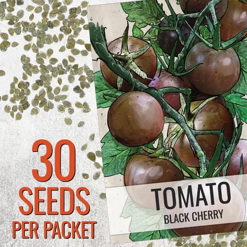 Miniatura 3 de Seed Needs Semillas de tomate cereza negra para plantar, reliquia sin OMG y sin tratar, variedad indeterminada para plantar un huerto al aire libre