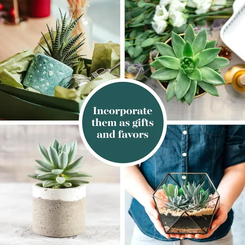 Miniatura 5 de Shop Succulents Paquete de plantas suculentas azules y verdes, colección a granel, mini plantas suculentas vivas, bajo mantenimiento, mezcla