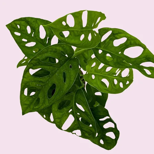 Miniatura 8 de BubbleBlooms Planta de queso suizo Monstera Adansonii, vive en una maceta de 4 pulgadas por BubbleBlooms