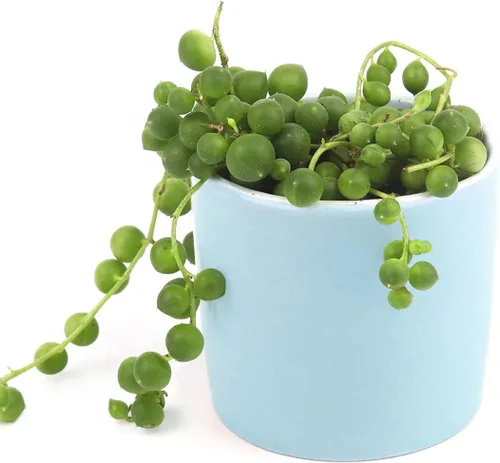Miniatura 8 de String of Pearls Senecio Rowleyanus (maceta de plástico de 2 pulgadas) – La mejor planta de interior para decoración de hogar y oficina