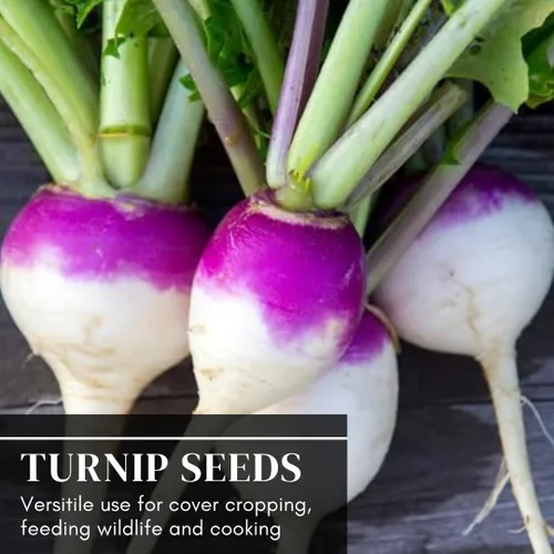 Miniatura 6 de Semillas de nabo moradas a granel – 20 libras – Brassica Rapa Purple Top Nabo para parcelas de alimentos, forraje de ciervos y cultivos de cobertura