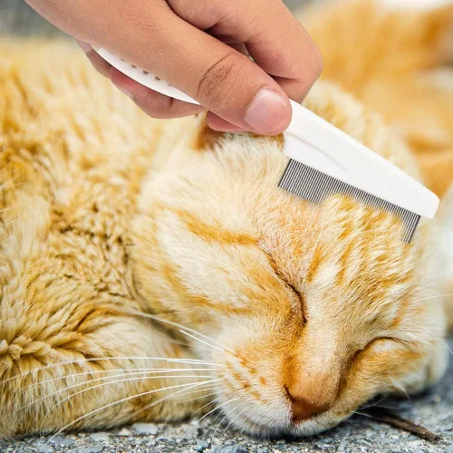 Miniatura 5 de Paquete de 2 peines multifuncionales para mascotas, cepillo de aseo para mascotas, eliminación de manchas de lágrimas mágicas finas, kit de peine