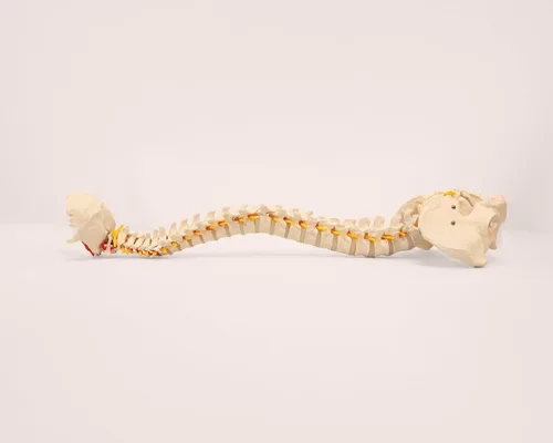 Miniatura 6 de Axis Scientific - Columna vertebral flexible de tamaño natural con pelvis masculina, nervios y arterias espinales, incluye soporte de metal