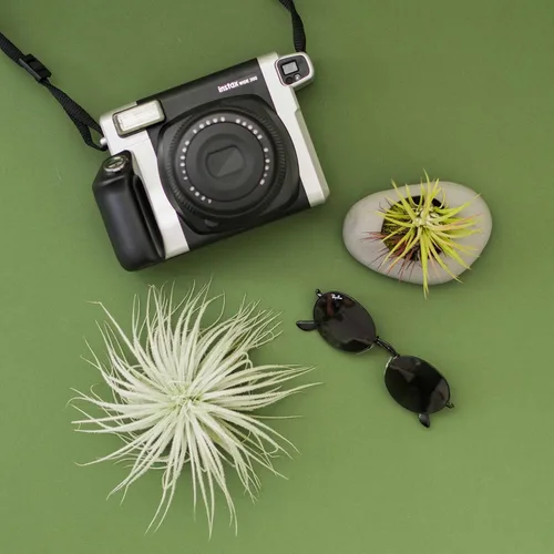 Miniatura 3 de Planta de aire grande Tectorum Ecuador - Plantas suculentas de interior de Tillandsia vivas - Disponible al por mayor y a granel - Decoración